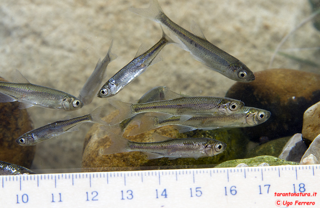 Pesci da identificare, grazie ! (Alburnus arborella)